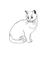 disegni/gatti/gatti_cats_ 46.jpg